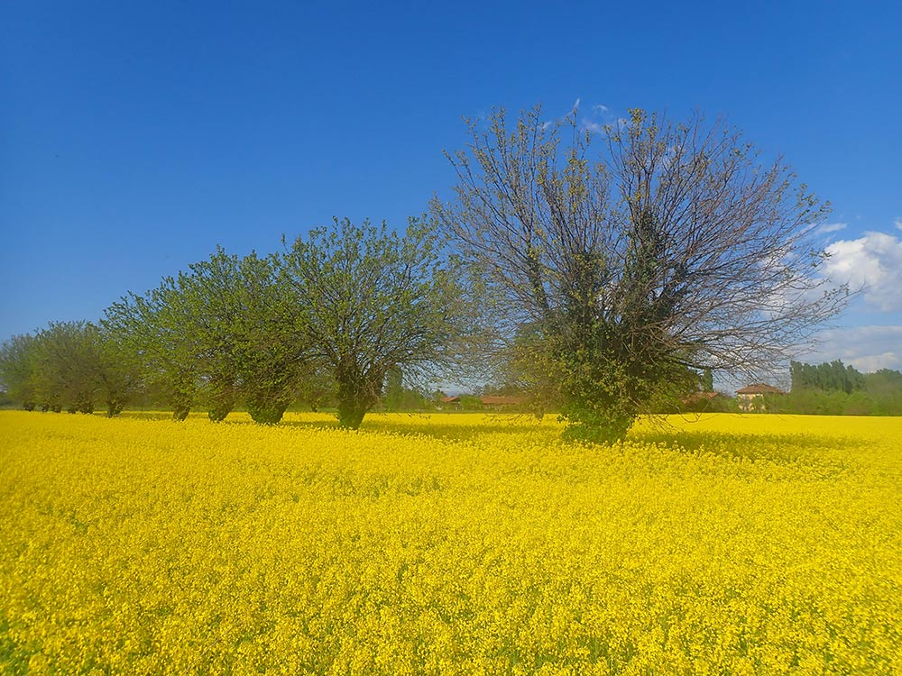 Двойные согласные в итальянском языке